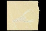 Cretaceous Lobster (Pseudostacus) Fossil - Lebanon #147099-1